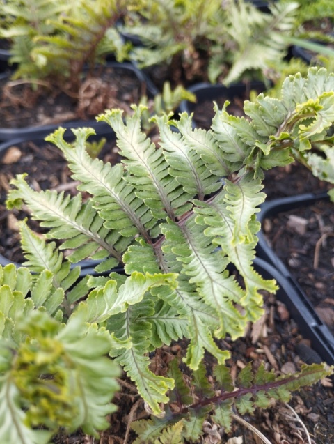 Wietlica japońska -Athyrium niponicum 'Crested Surf' (L)