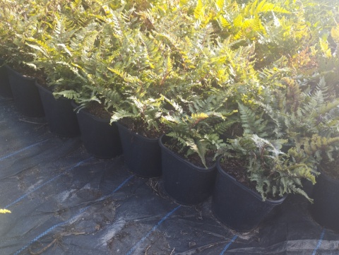 Wietlica japońska -Athyrium niponicum 'Crested Surf' (L)