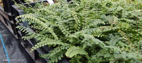 Zanokcica skalna- Asplenium trichomanes (L)