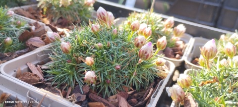 Zawciąg jałowcolisnty 'New Zeland Form'- Armeria juniperifolia (W)