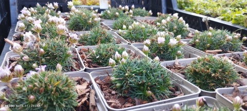 Zawciąg jałowcolisnty 'New Zeland Form'- Armeria juniperifolia (W)