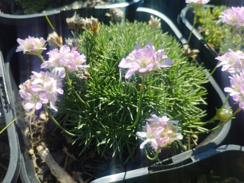 Zawciąg jałowcolisnty 'New Zeland Form'- Armeria juniperifolia (W)