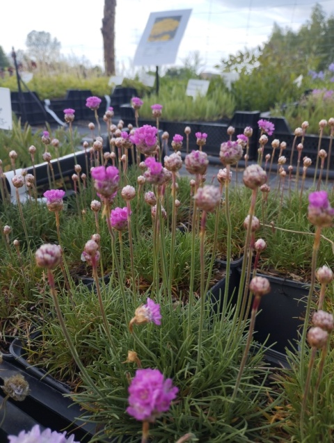Zawciąg nadmorski 'Rosea Compacta'- Armeria maritima (L)