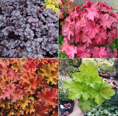 Zestaw żurawek mieszany (W)