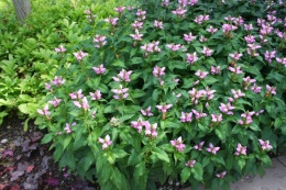 Żółwik ukośny 'Pink Turtle' (L)