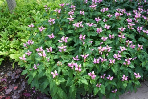 Żółwik ukośny 'Pink Turtle' (L)