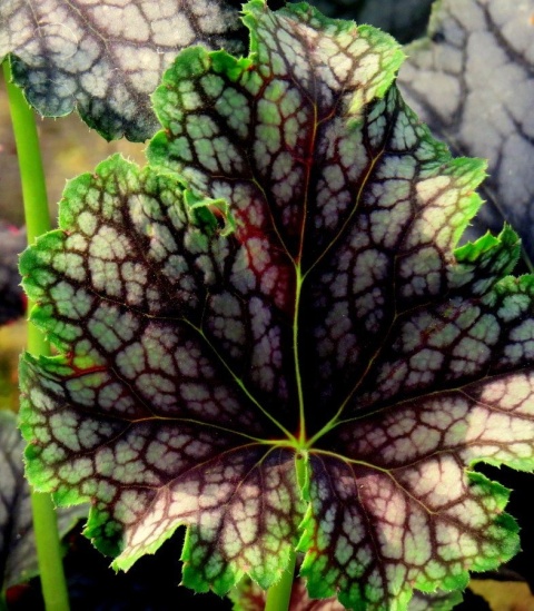 Żurawka Beauty Color (L)