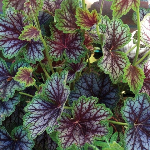 Żurawka Beauty Color (W)