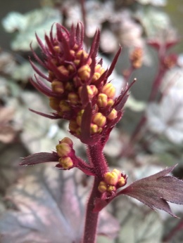 Żurawka Jade Gloss (W)