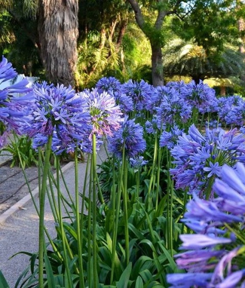 Agapant 'Blue Triumphator’ (L)