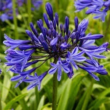Agapant 'Blue Triumphator’ (L)