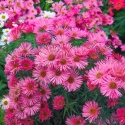 Aster nowoangielski MIX