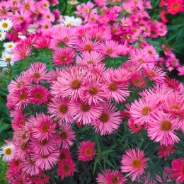 Aster nowoangielski MIX