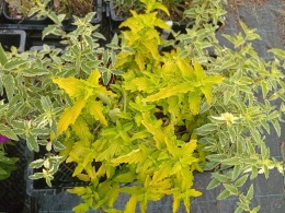 Barbula 'Hint of Gold'