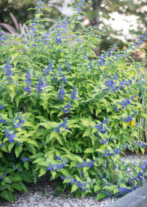 Barbula 'Hint of Gold'