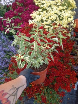 Barbula 'White Surprise'