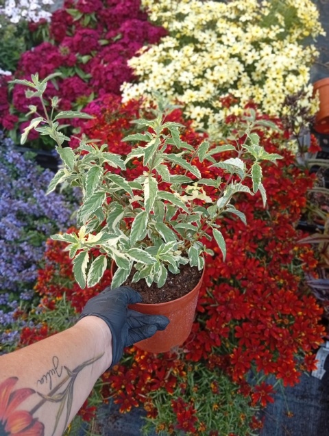 Barbula 'White Surprise'