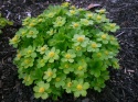 Cieszynianka wiosenna-Hacquetia epipactis