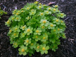 Cieszynianka wiosenna-Hacquetia epipactis