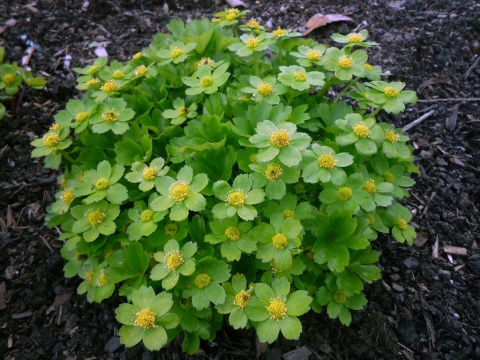 Cieszynianka wiosenna-Hacquetia epipactis