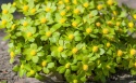 Cieszynianka wiosenna-Hacquetia epipactis