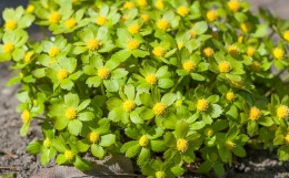 Cieszynianka wiosenna-Hacquetia epipactis