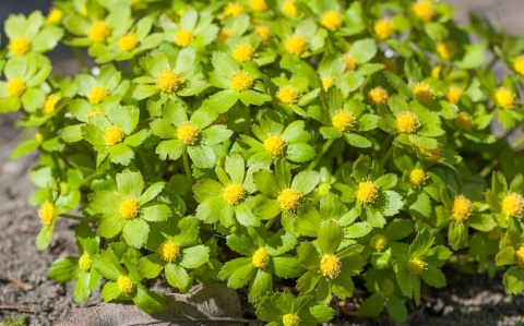 Cieszynianka wiosenna-Hacquetia epipactis