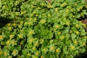 Cieszynianka wiosenna-Hacquetia epipactis