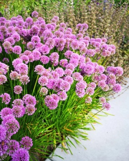 Czosnek 'Millenium' (L)