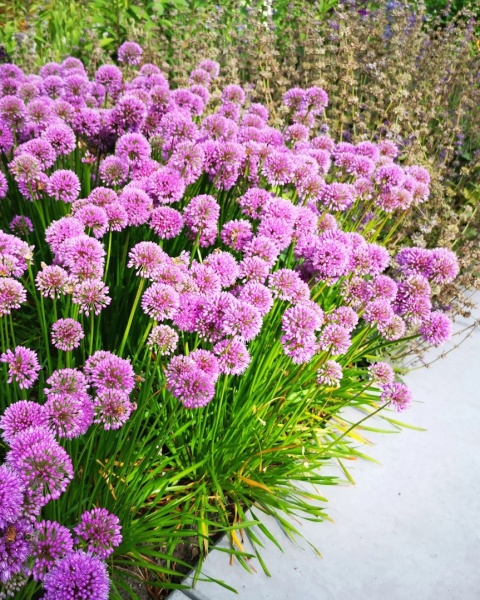 Czosnek 'Millenium' (L)