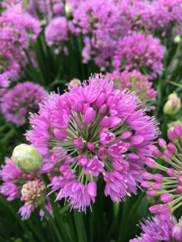 Czosnek 'Millenium' (L)