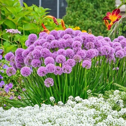 Czosnek 'Millenium' (L)