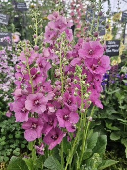 Dziewanna- Verbascum 'Plum Smokey' (L)