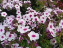 Floks wiechowaty 'Early Blush Pop'