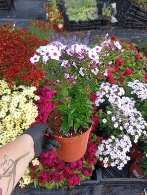Floks wiechowaty 'Early Blush Pop'