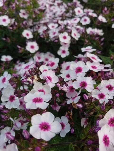 Floks wiechowaty 'Early Blush Pop'