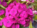 Goździk brodaty 'Dart Purple'