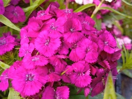 Goździk brodaty 'Dart Purple'