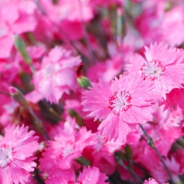Goździk siny-Dianthus gratianopolitanus 'Grandiflorus' (W)