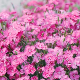 Goździk siny-Dianthus gratianopolitanus 'Grandiflorus' (W)