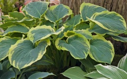 Hosta 'American Halo' (W)