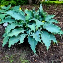 Hosta 'Skywriter'