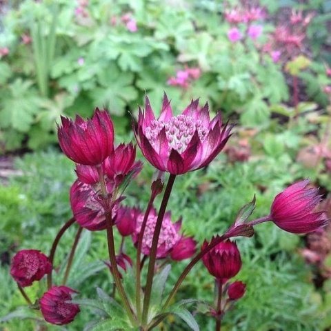 Jarzmianka- Astrantia maj. 'Star of Love' ® (L)