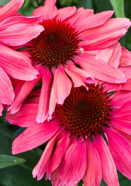 Jeżówka- Echinacea 'SunMagic Vintage Red'