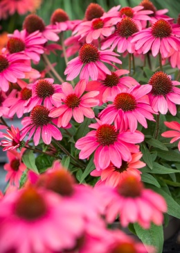 Jeżówka- Echinacea 'SunMagic Vintage Red'