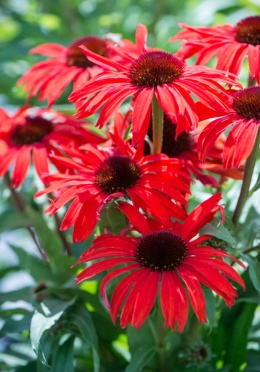 Jeżówka- Echinacea 'Fountain Red'