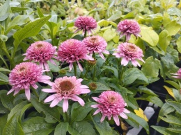 Jeżówka- Echinacea 'Butterfly Kisses'