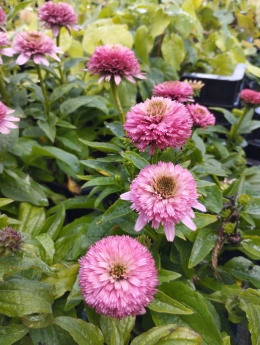 Jeżówka- Echinacea 'Butterfly Kisses'