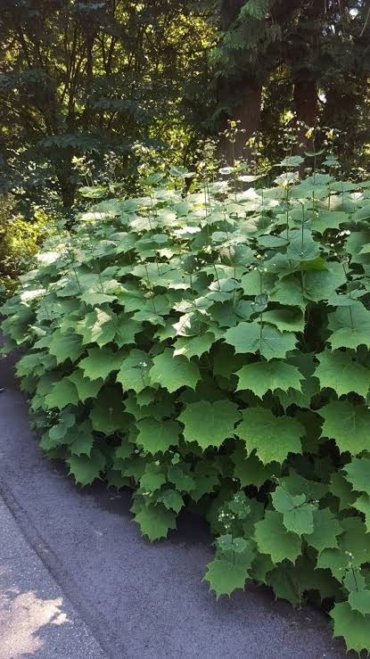 Kirengeszoma dłoniasta