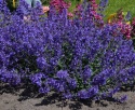 Kocimiętka- Nepeta faassenii 'Junior Walker' (L)